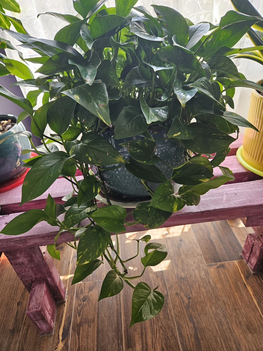 Pothos Plant in Decorative Teal Pot - photo 3