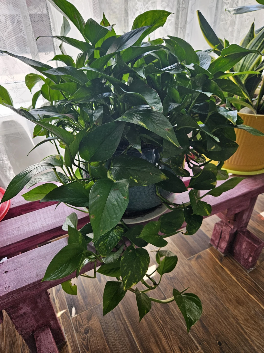 Pothos Plant in Decorative Teal Pot - photo 4