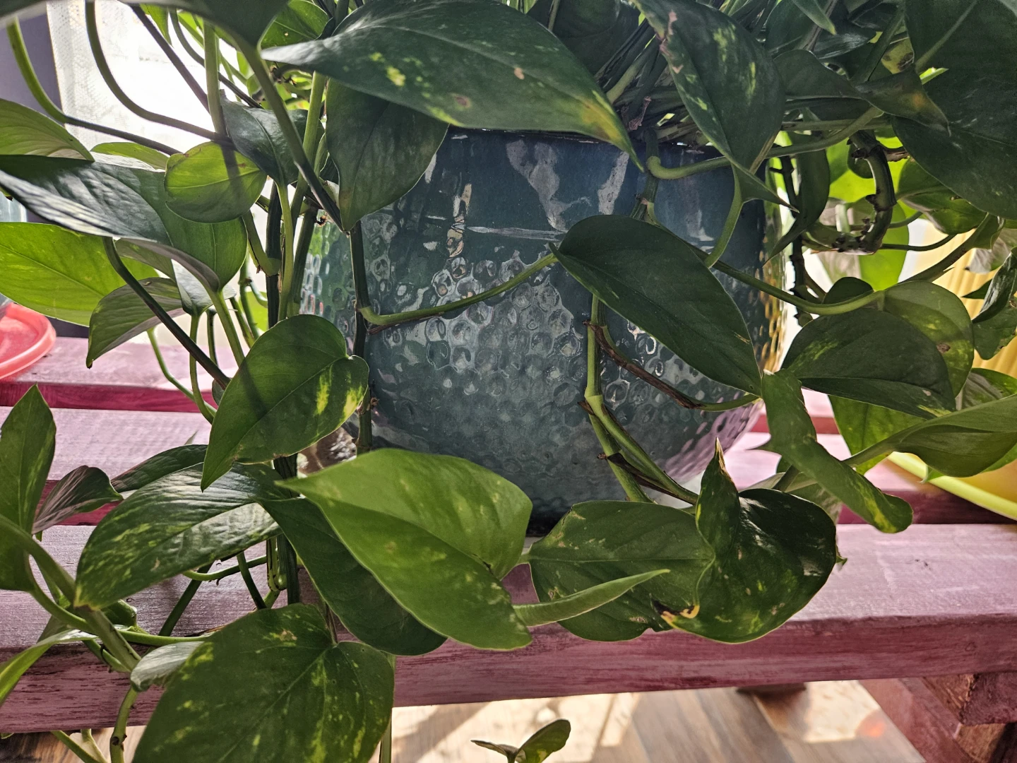 Pothos Plant in Decorative Teal Pot - photo 5