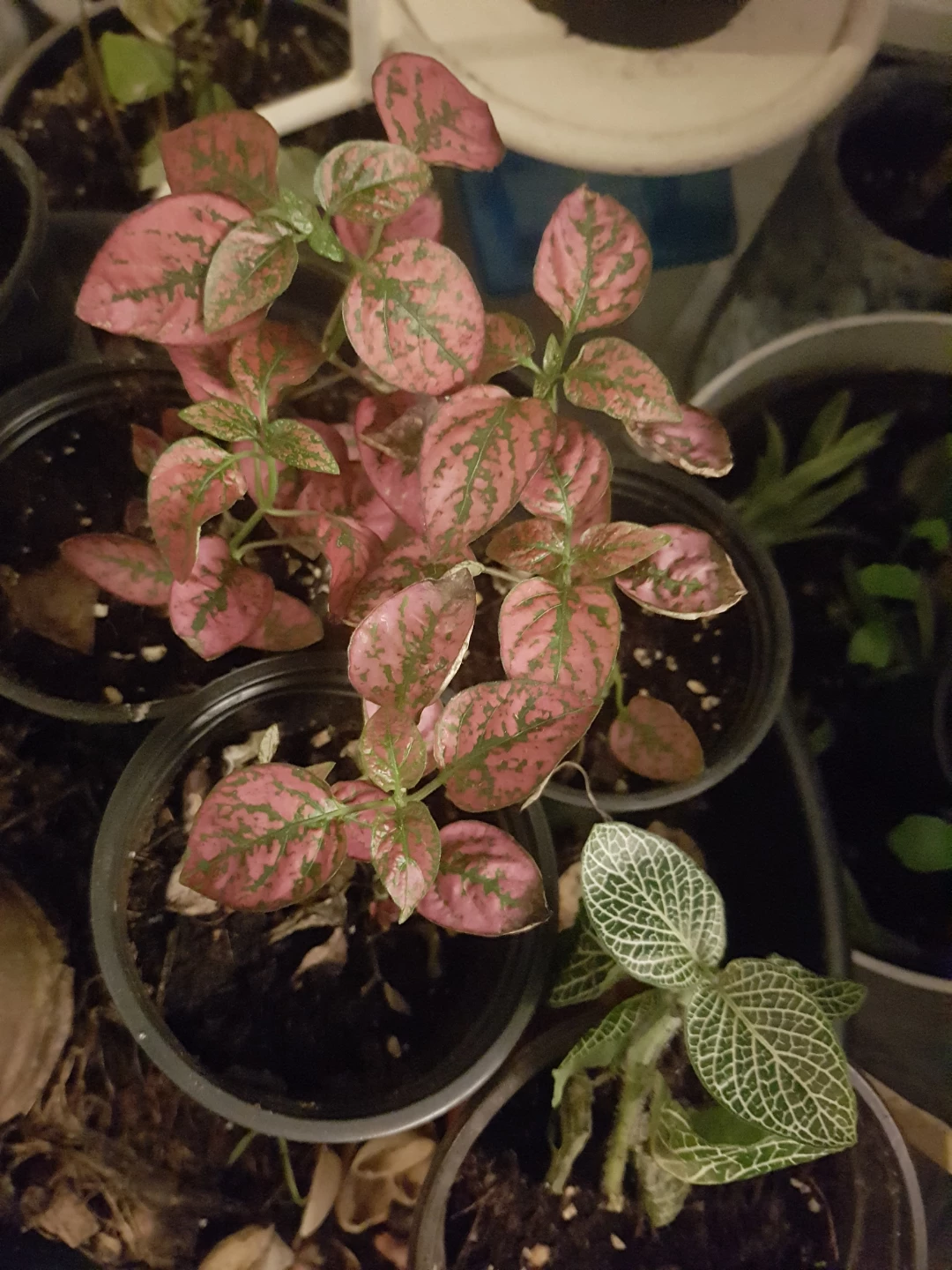 Hypoestes Plants (Pink Polka Dot) - photo 2