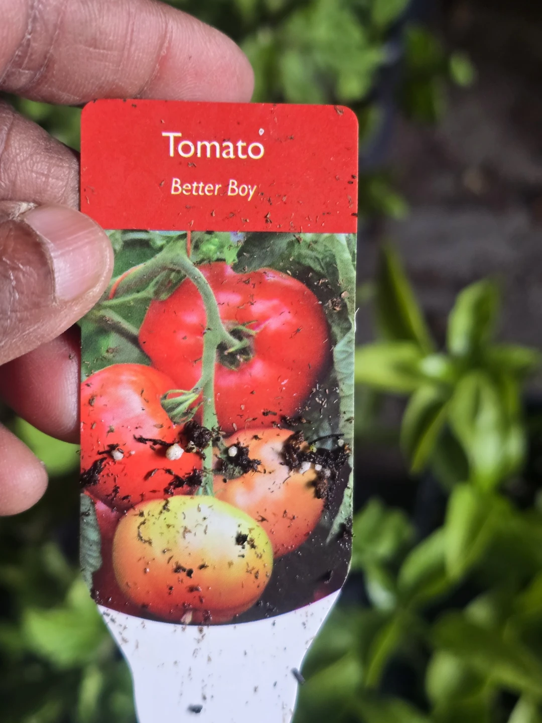 Tomato, Eggplant, Pepper, and Plum Tomato Plant Tags - photo 3