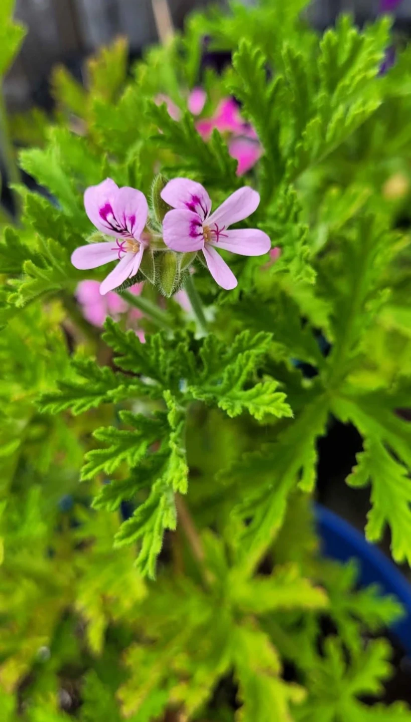 Rose geranium
