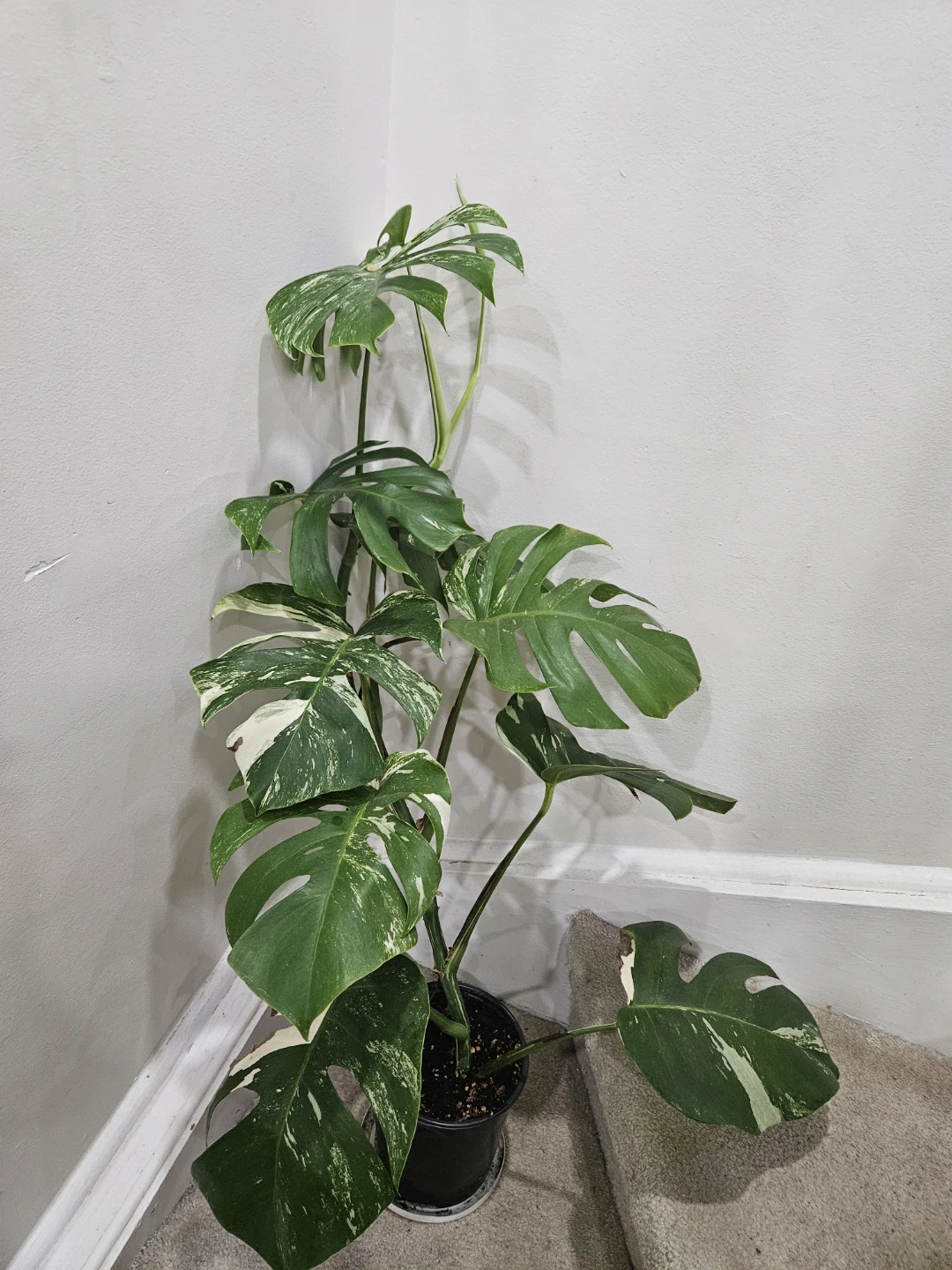 Variegated Monstera albo Plant