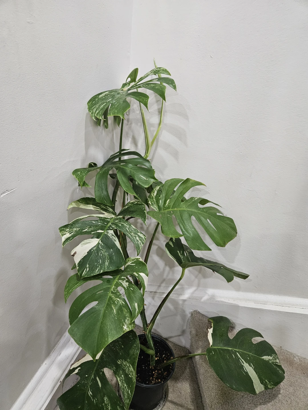 Variegated Monstera albo Plant - photo 3