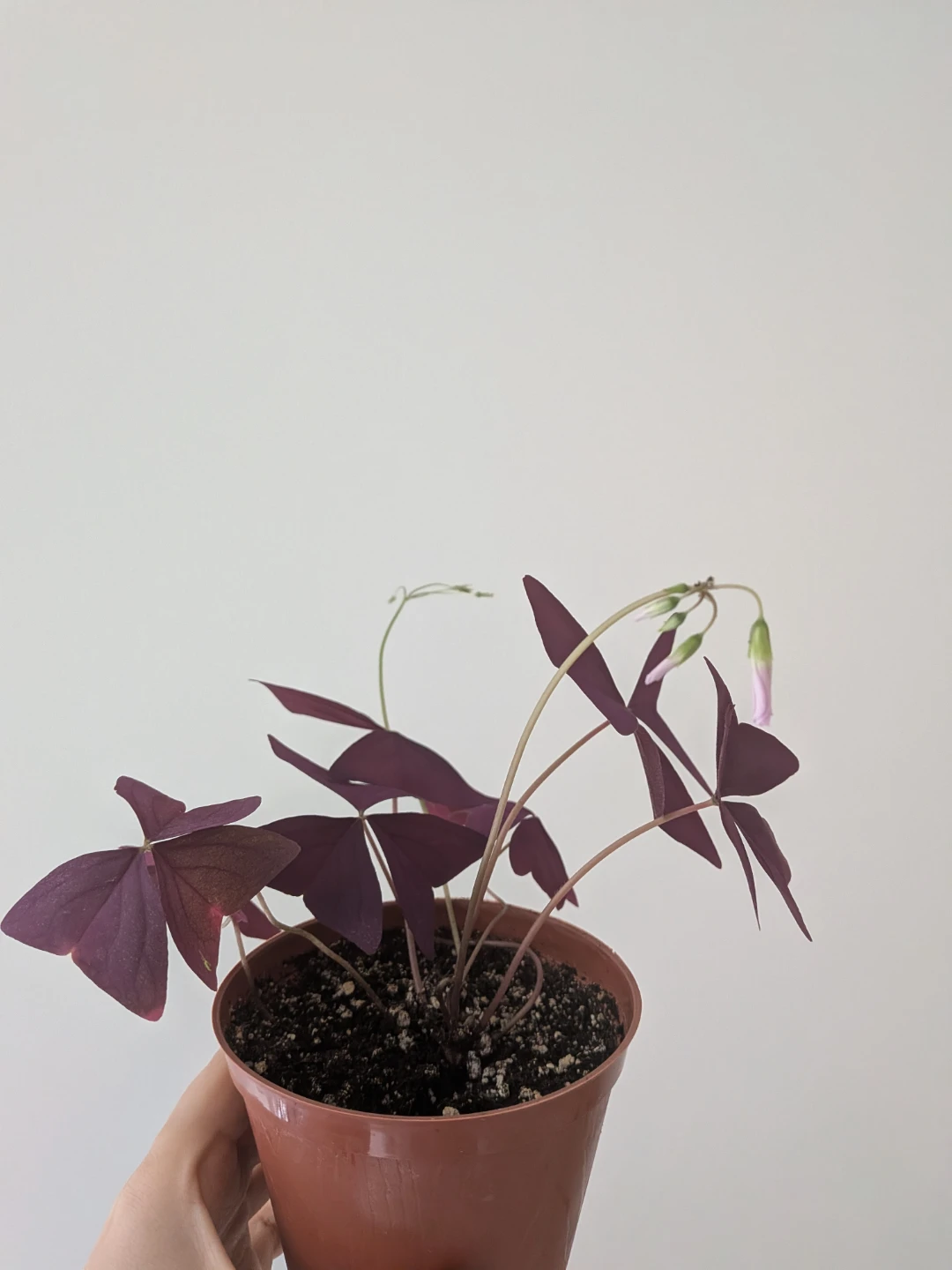 Purple Shamrock Plant - photo 2