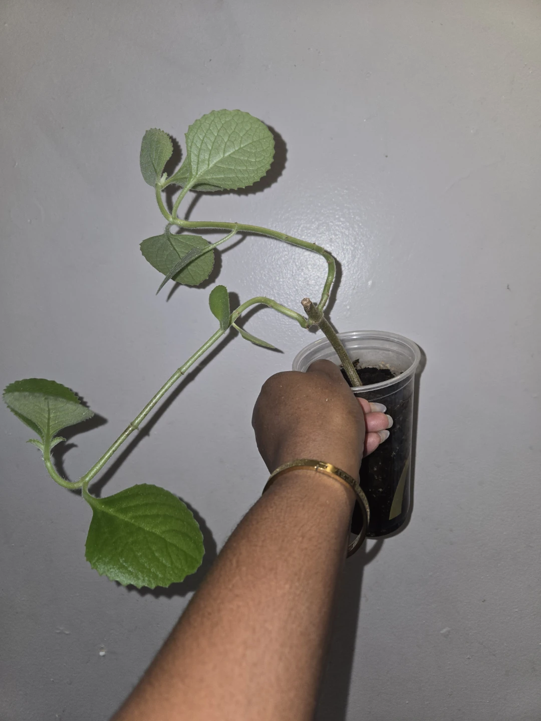 Cuban Oregano Plant Cutting (soil)✨️🪴🍂