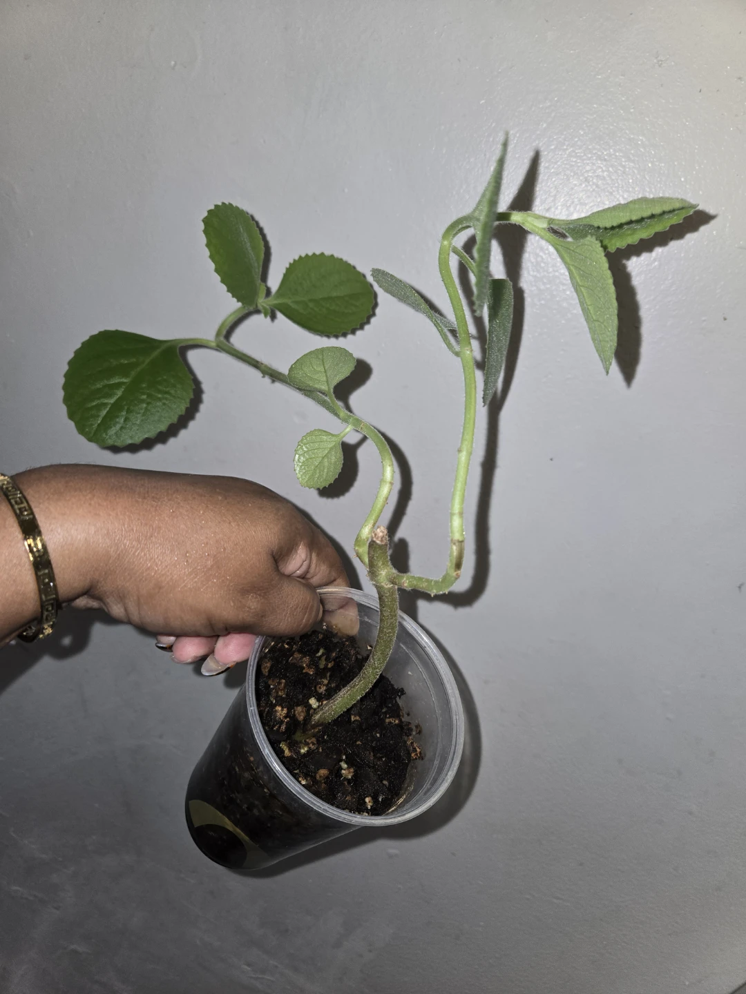 Cuban Oregano Plant Cutting (soil)✨️🪴🍂 - photo 2