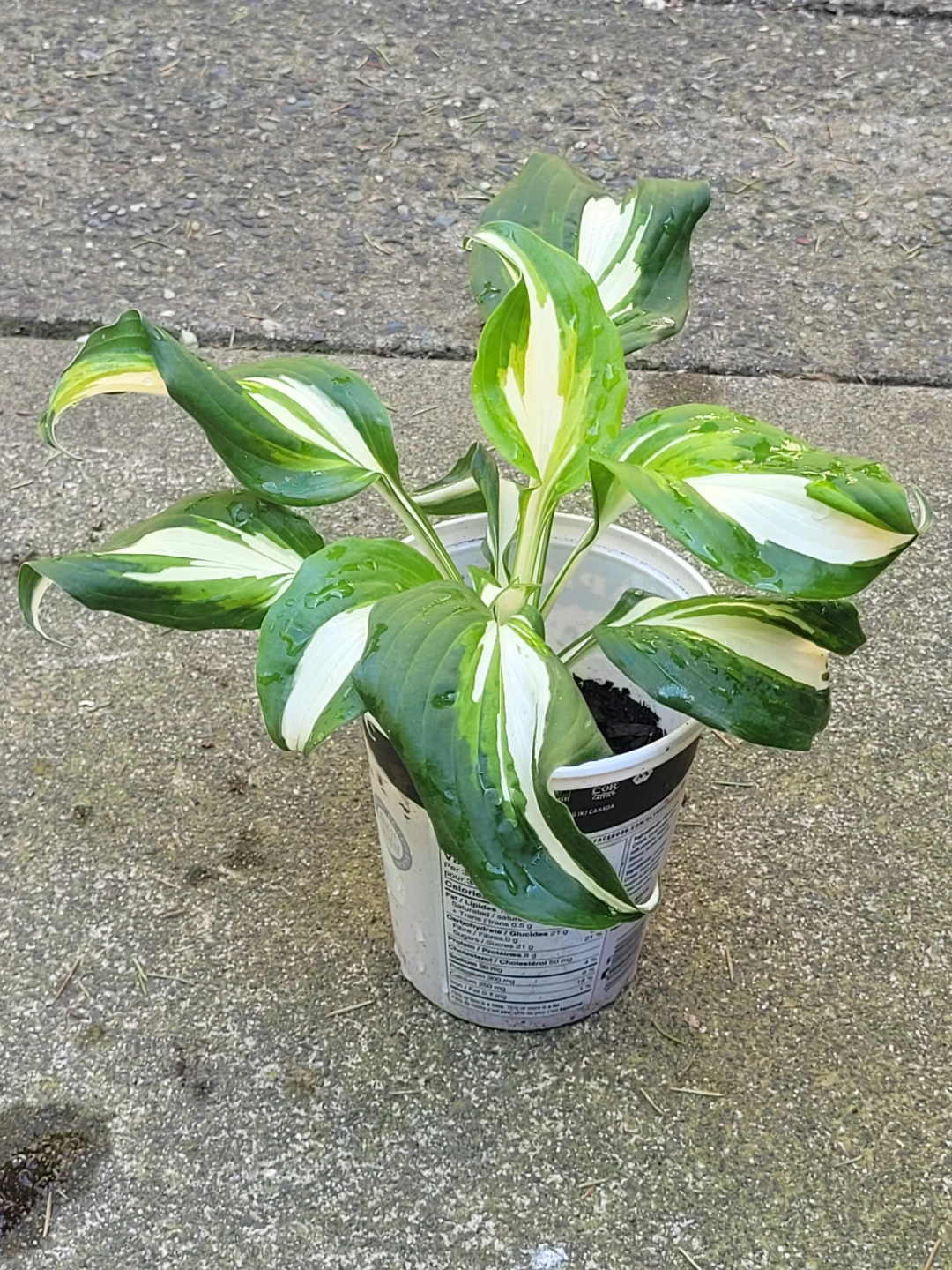 Hosta Plant