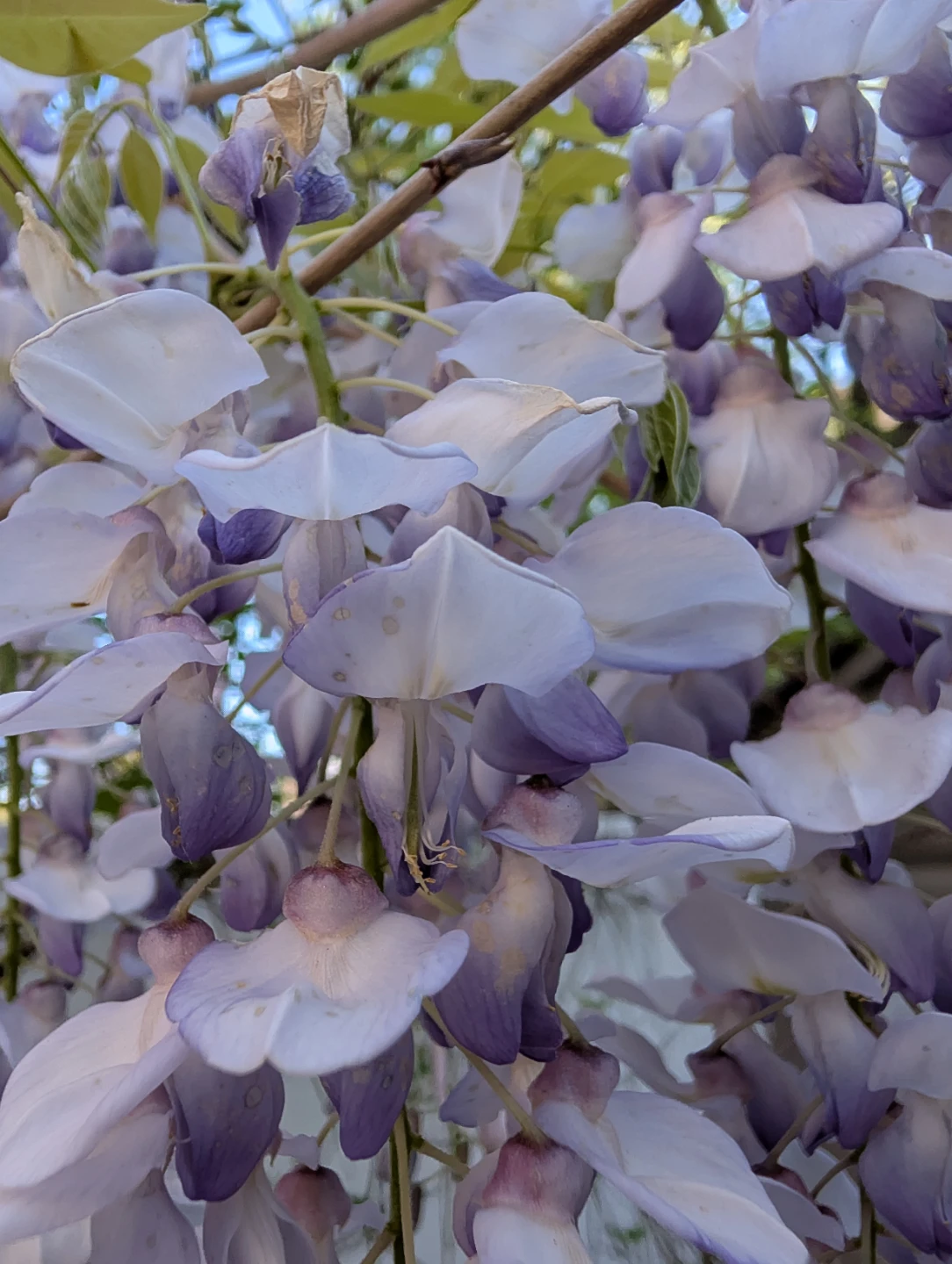 Free wisteria seedling or seed - photo 2