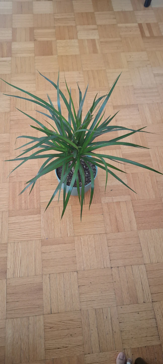 Potted Dracaena Plant