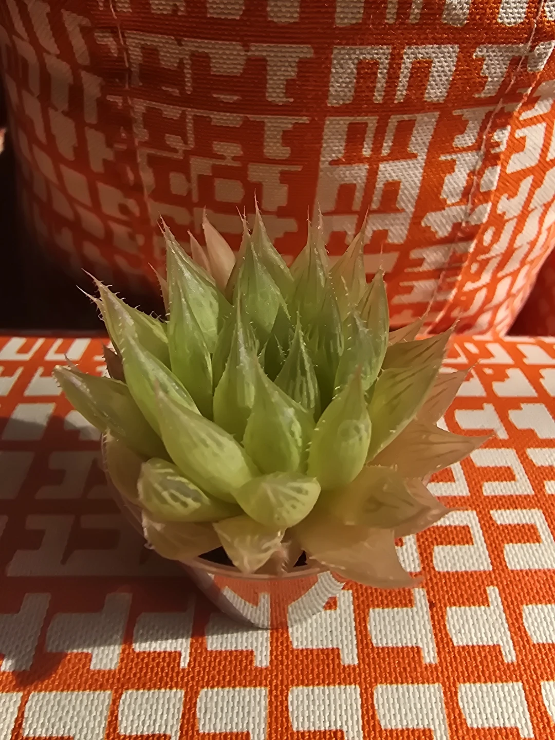 Succulent Plant in Pot - Haworthia