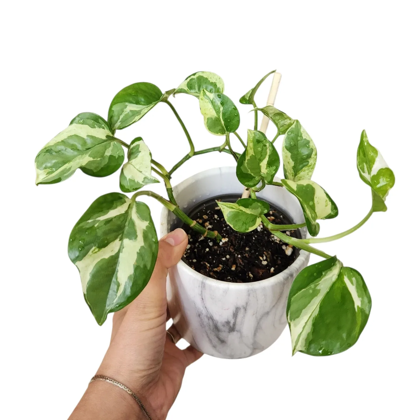 Pothos n'joy in 4" indoor houseplant