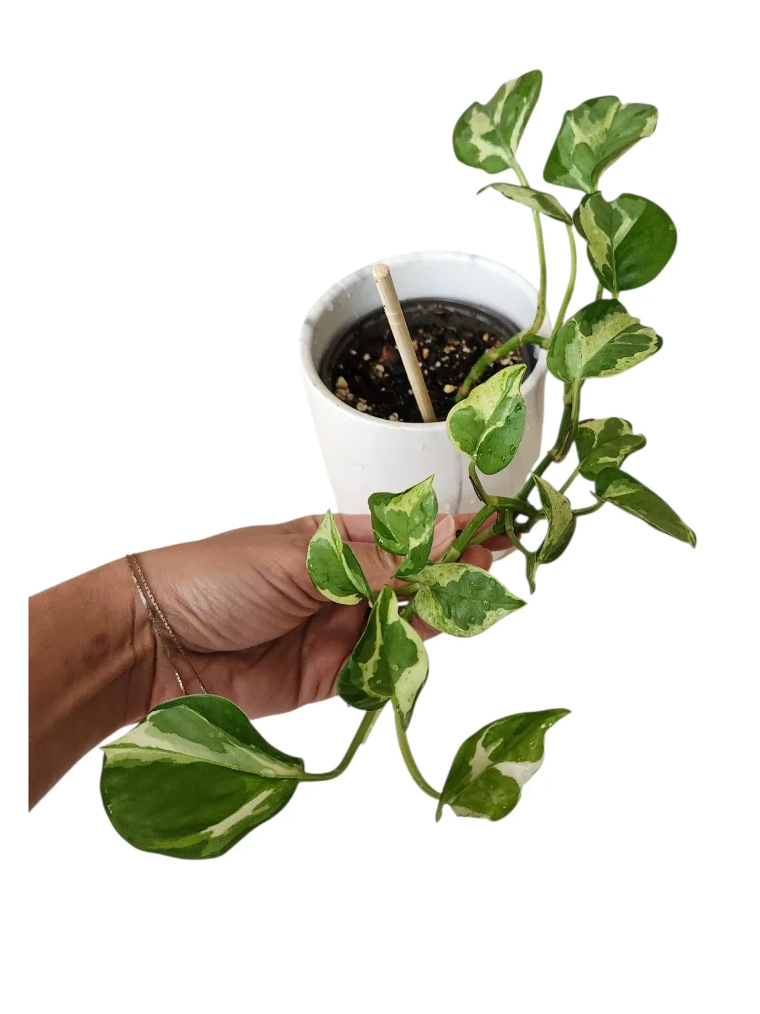 Pothos n'joy in 4" indoor houseplant - photo 2
