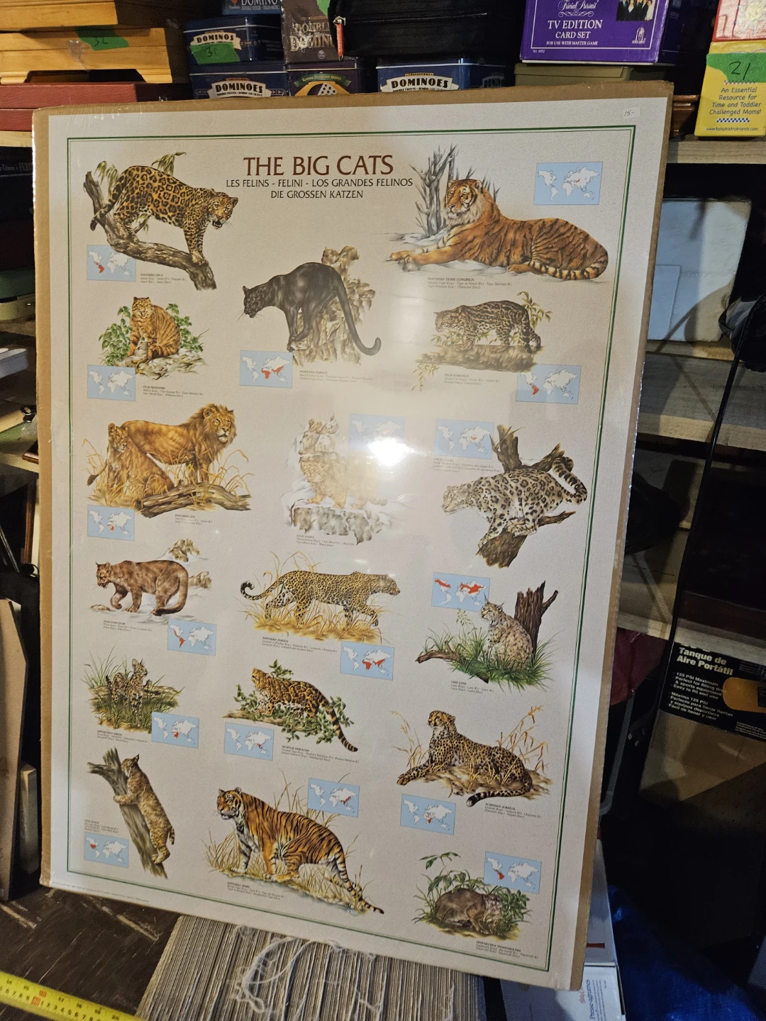 The Big Cats Educational Poster - photo 2