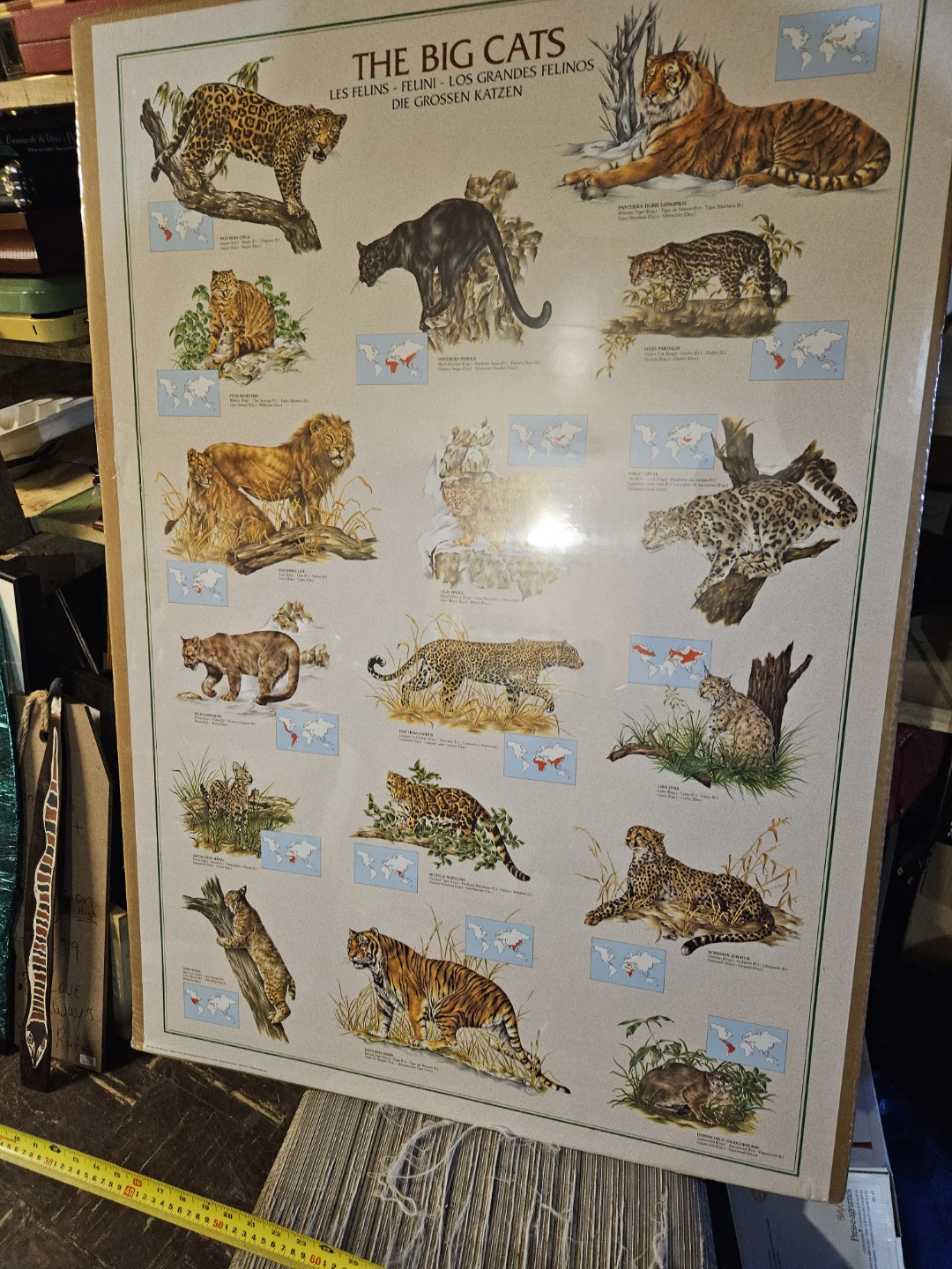 The Big Cats Educational Poster - photo 3