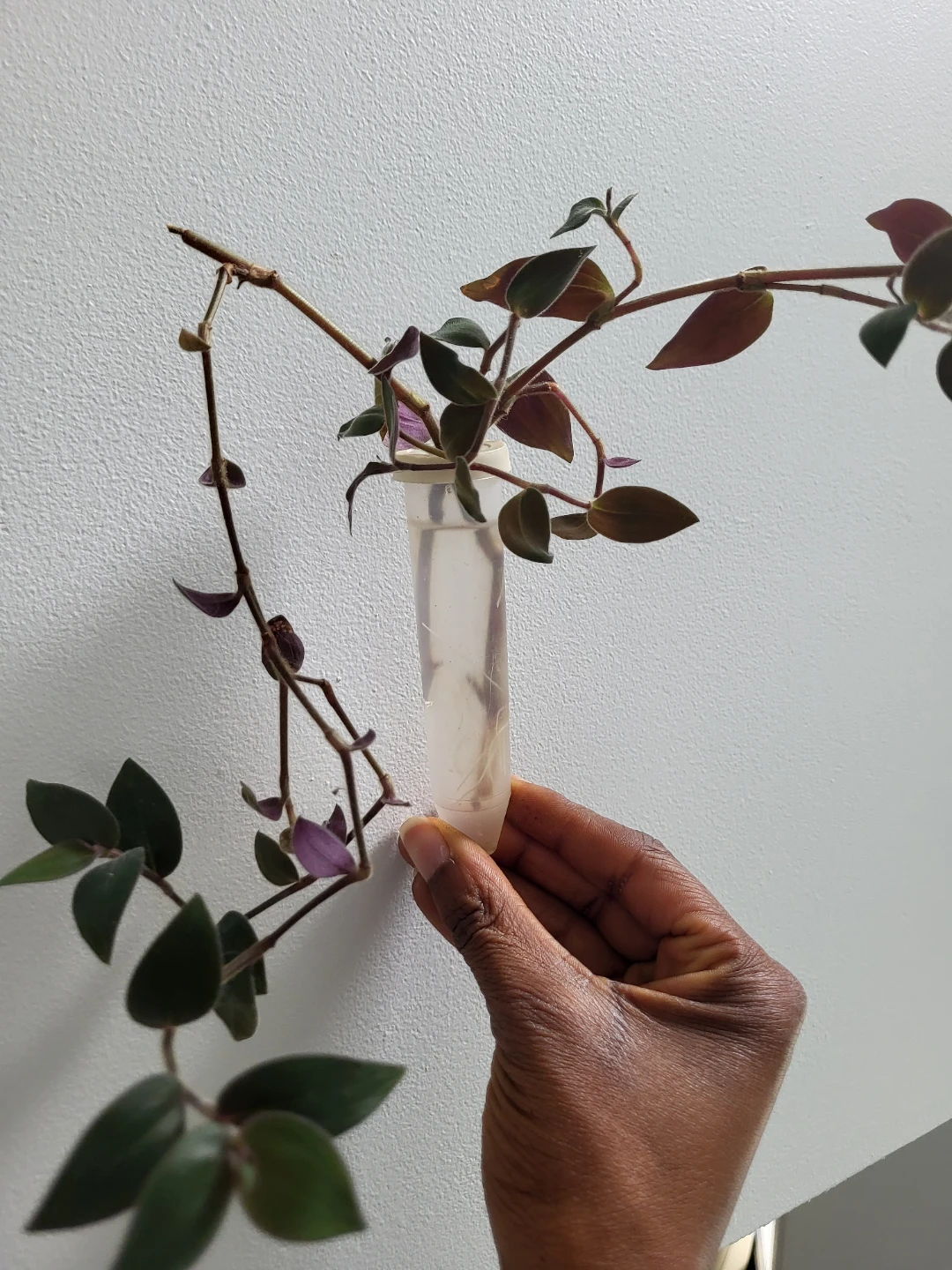 Assorted indoor plants - photo 5