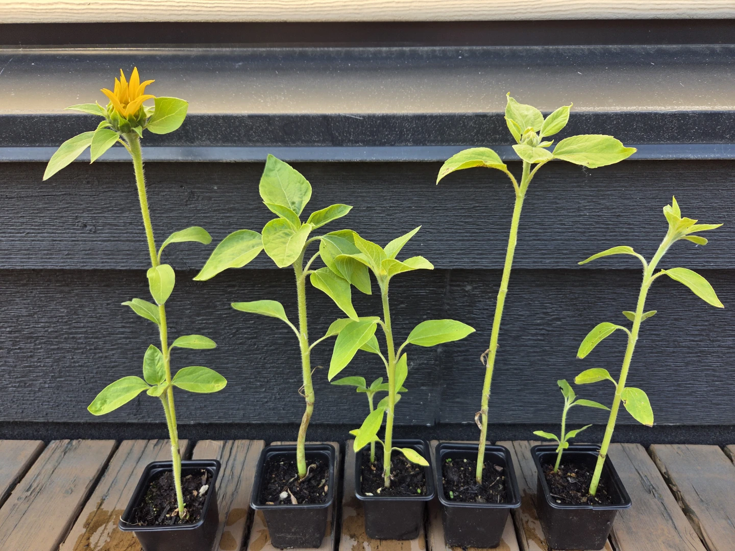 Sunflower Plant Starters $3.50 each or double stem pots for $5