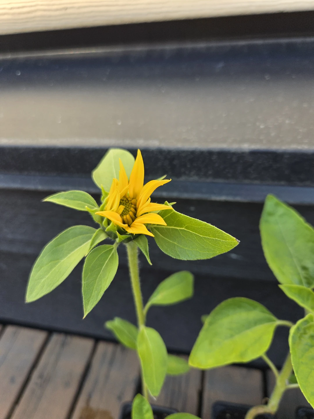 Sunflower Plant Starters $3.50 each or double stem pots for $5 - photo 2