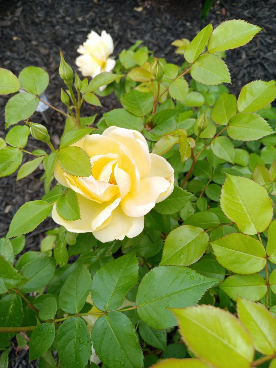40 gal Aquarium/ fish tank/ terrarium - photo 5