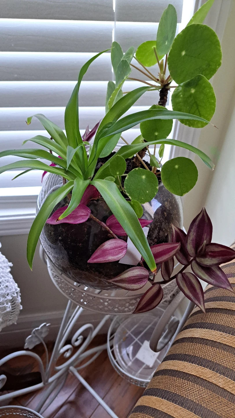 Terrarium with Spider Plant, Pilea, and Wandering Jew - photo 2