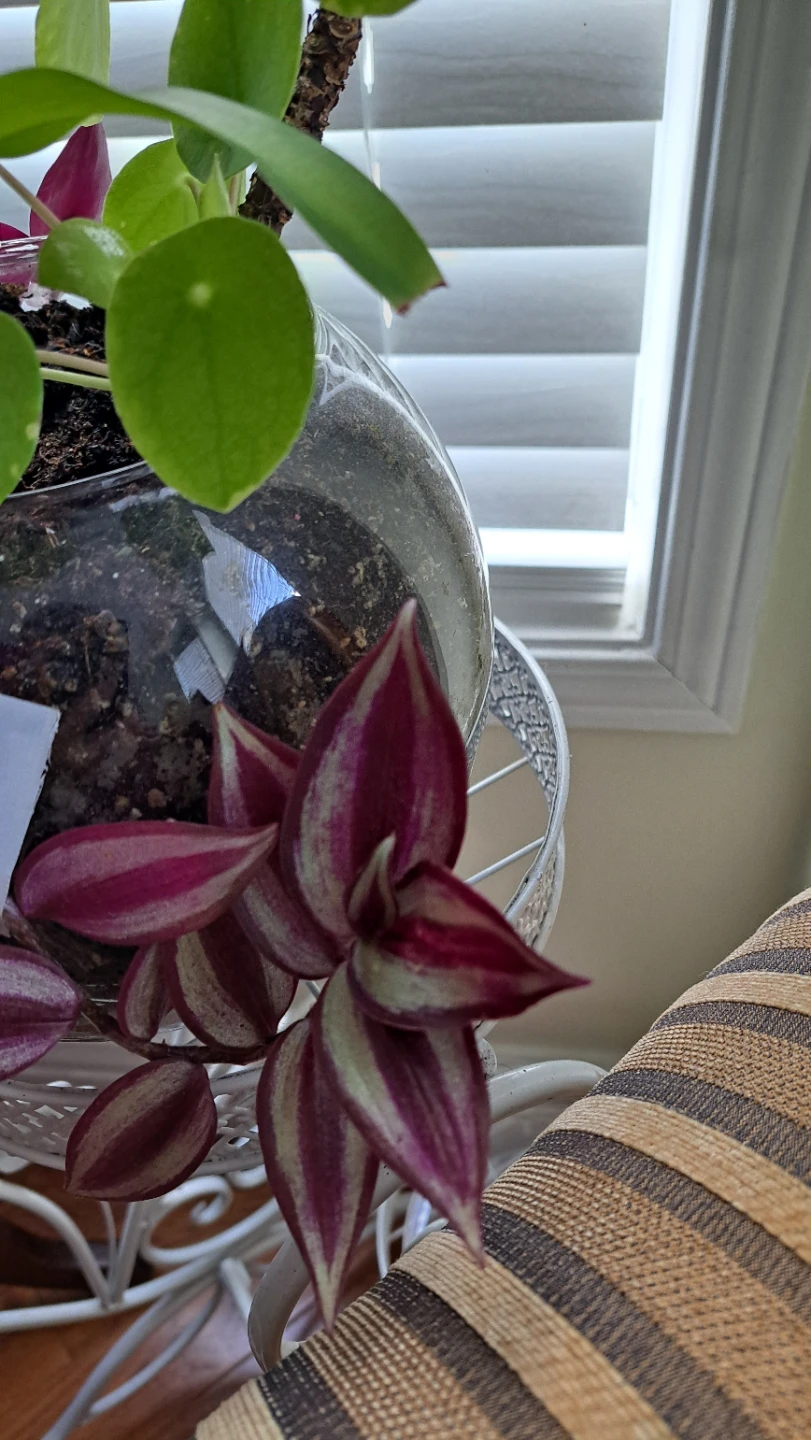 Terrarium with Spider Plant, Pilea, and Wandering Jew - photo 4