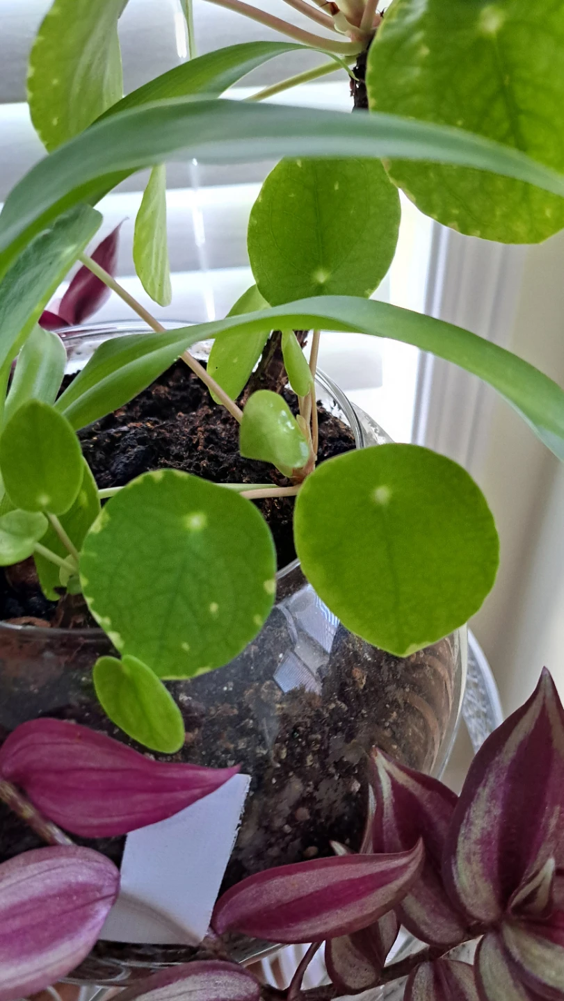 Terrarium with Spider Plant, Pilea, and Wandering Jew - photo 5