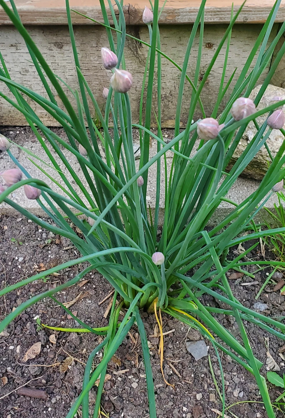 Organic Chives