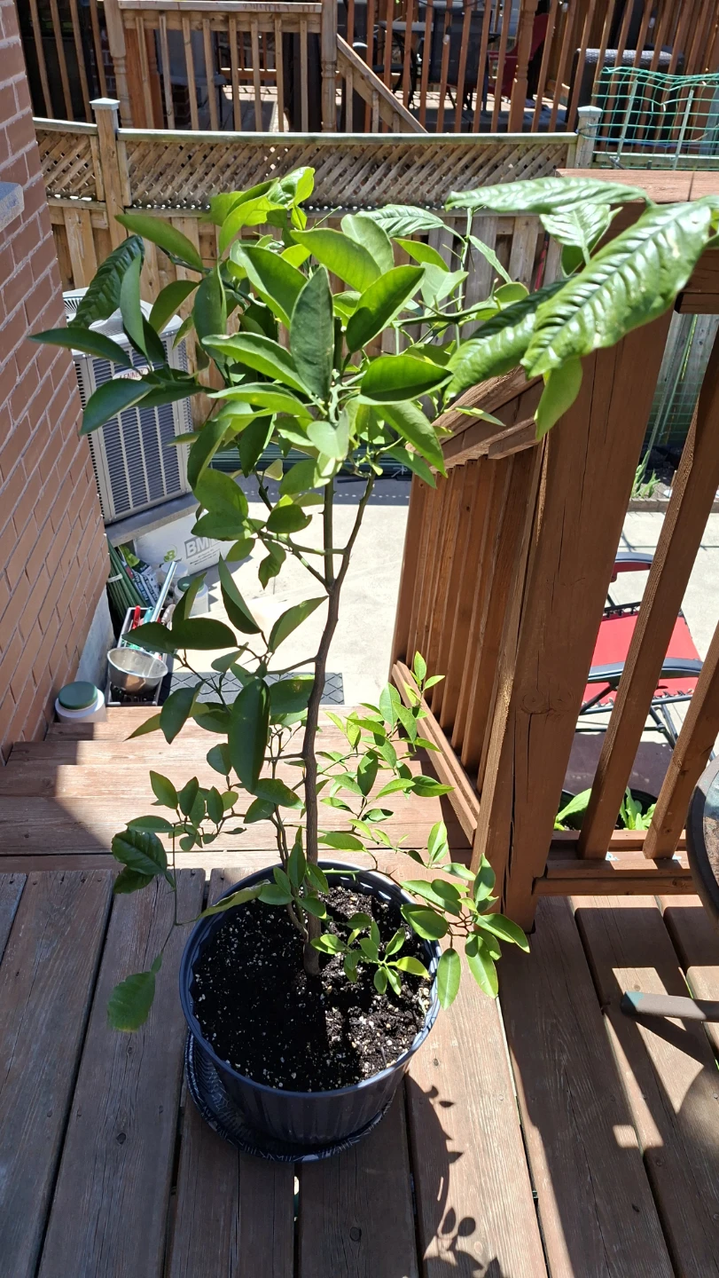 Potted Citrus Tree
