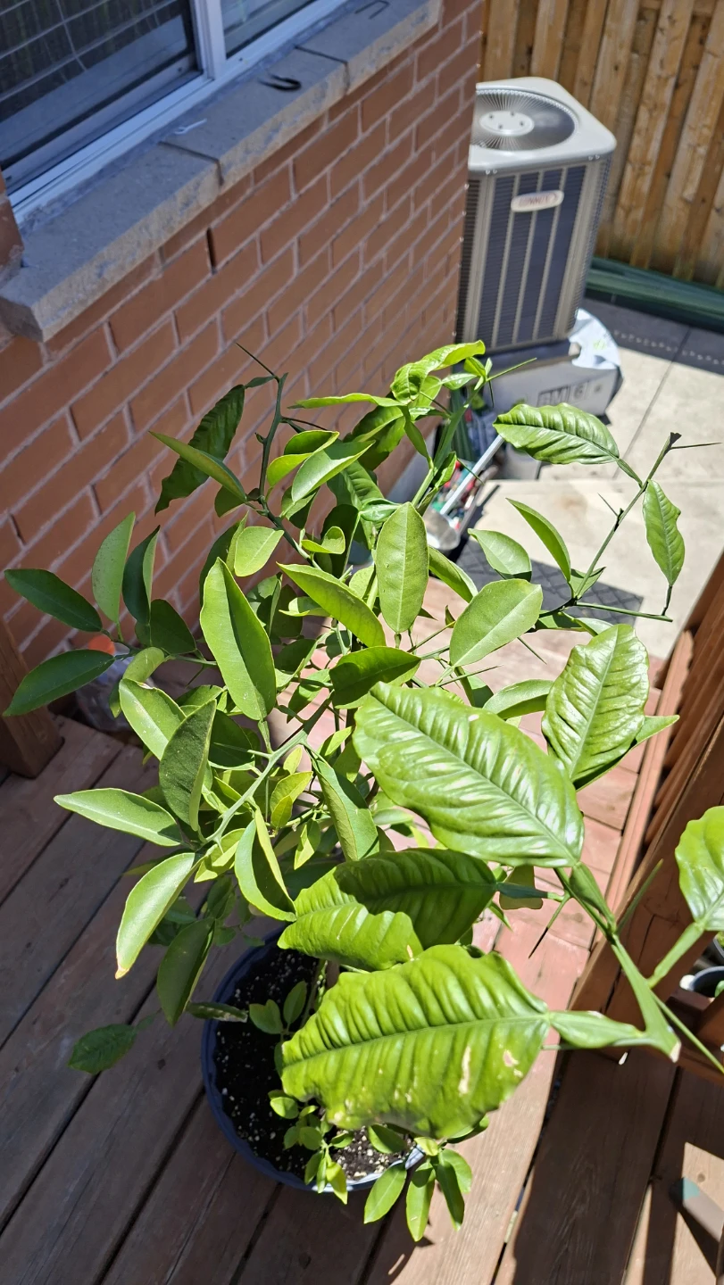 Potted Citrus Tree - photo 2