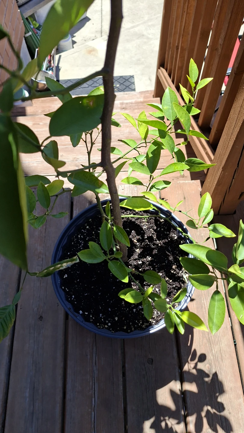 Potted Citrus Tree - photo 3