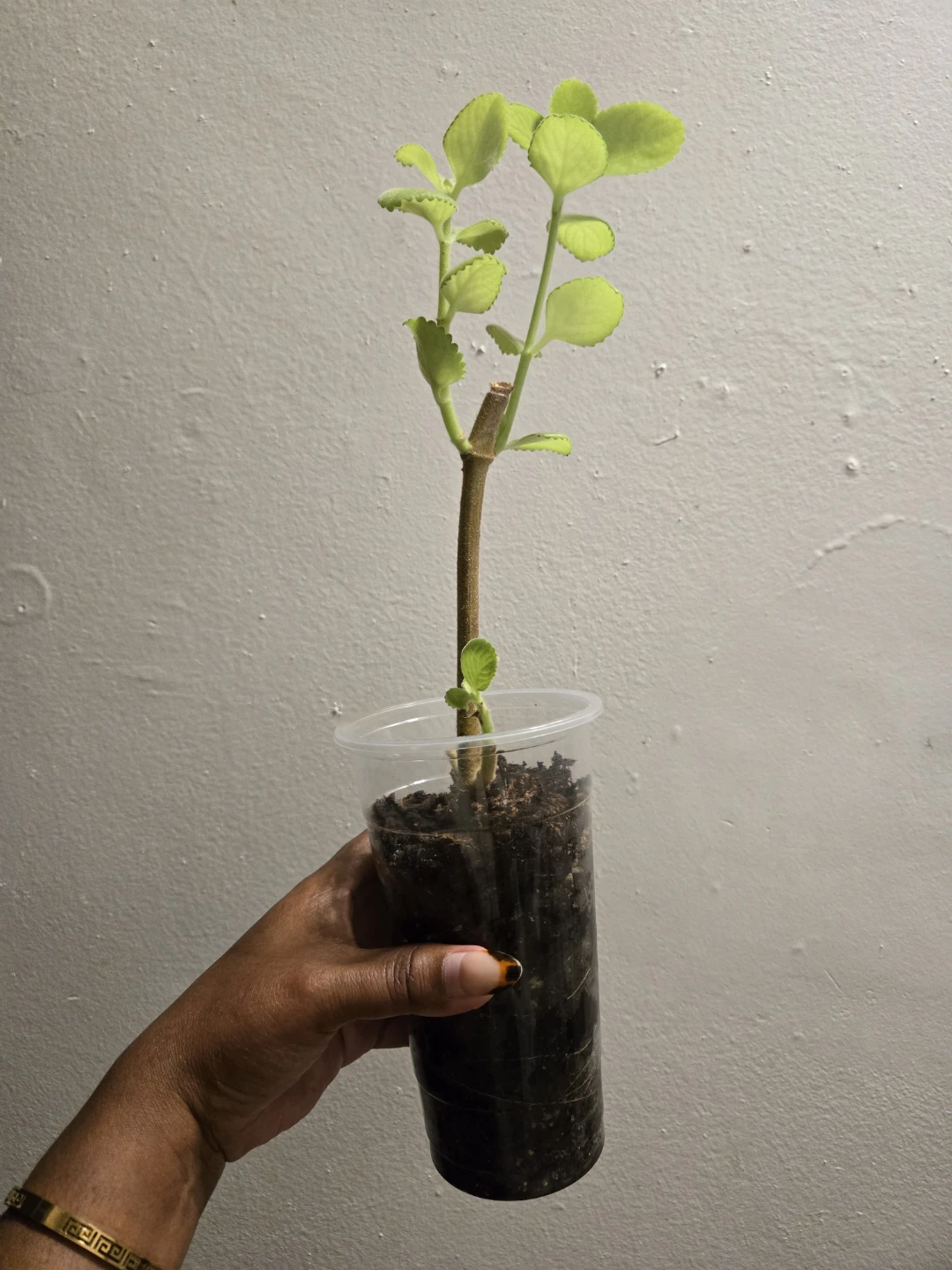 Cuban Oregano Plant Cutting (soil)✨️🪴🍂 - photo 5