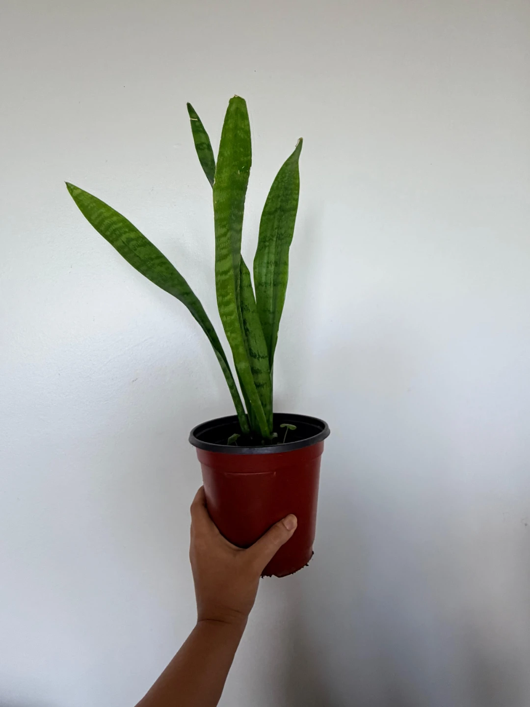 Snake Plant - photo 2
