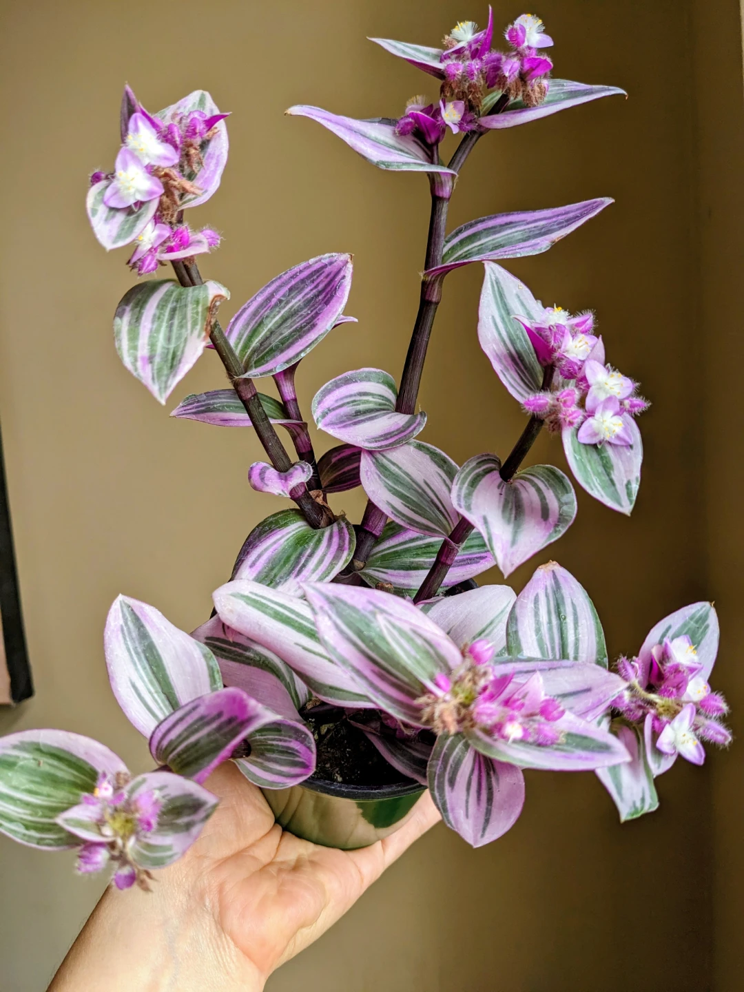 INDOOR/HOUSEPLANT TRADESCANTIA