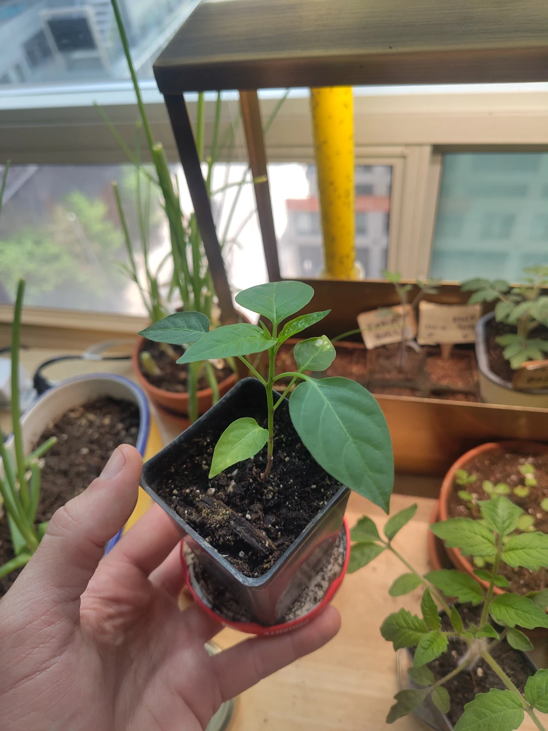 Jalepeno Pepper Plant seedling