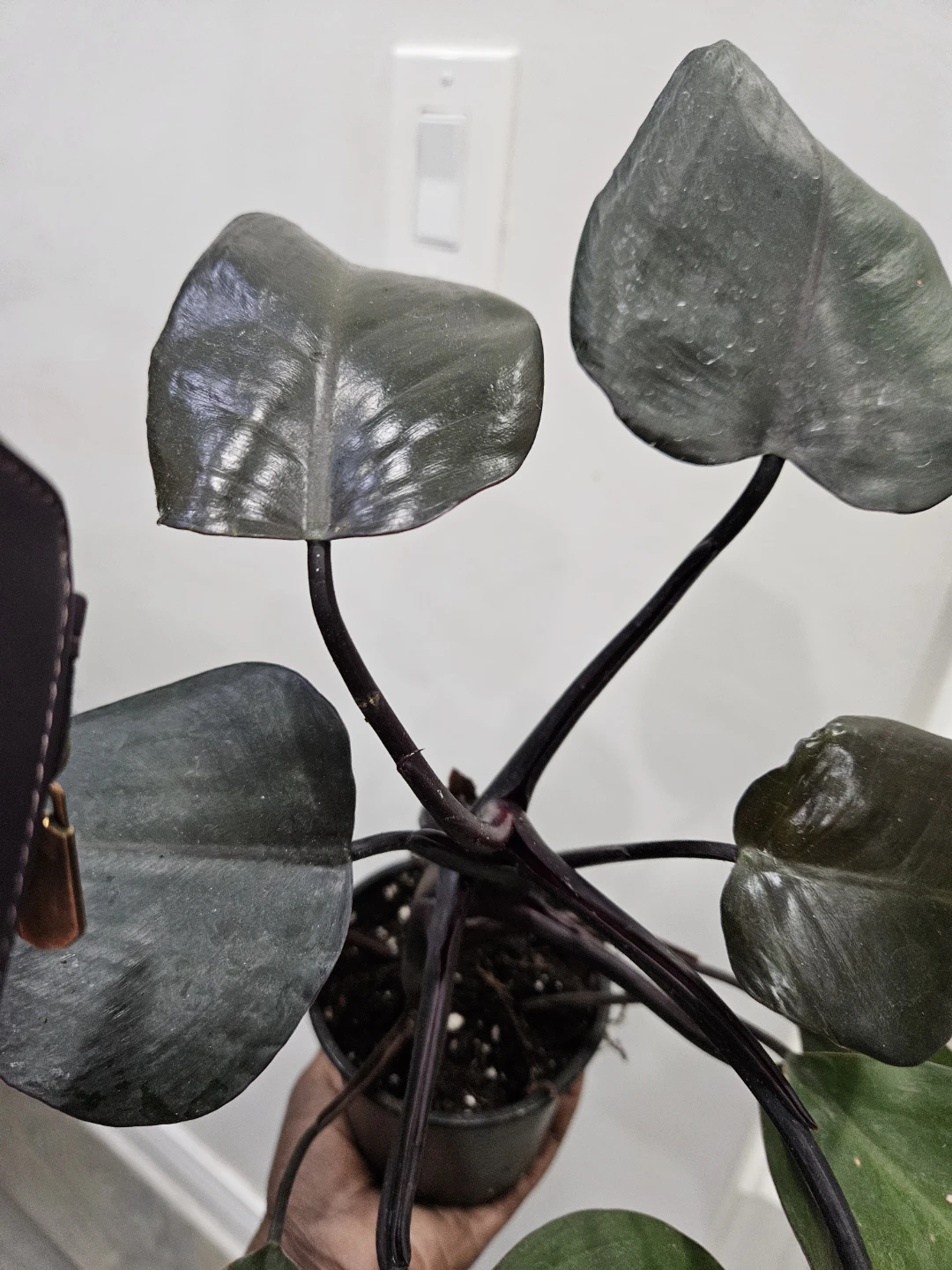 Philodendron Plant