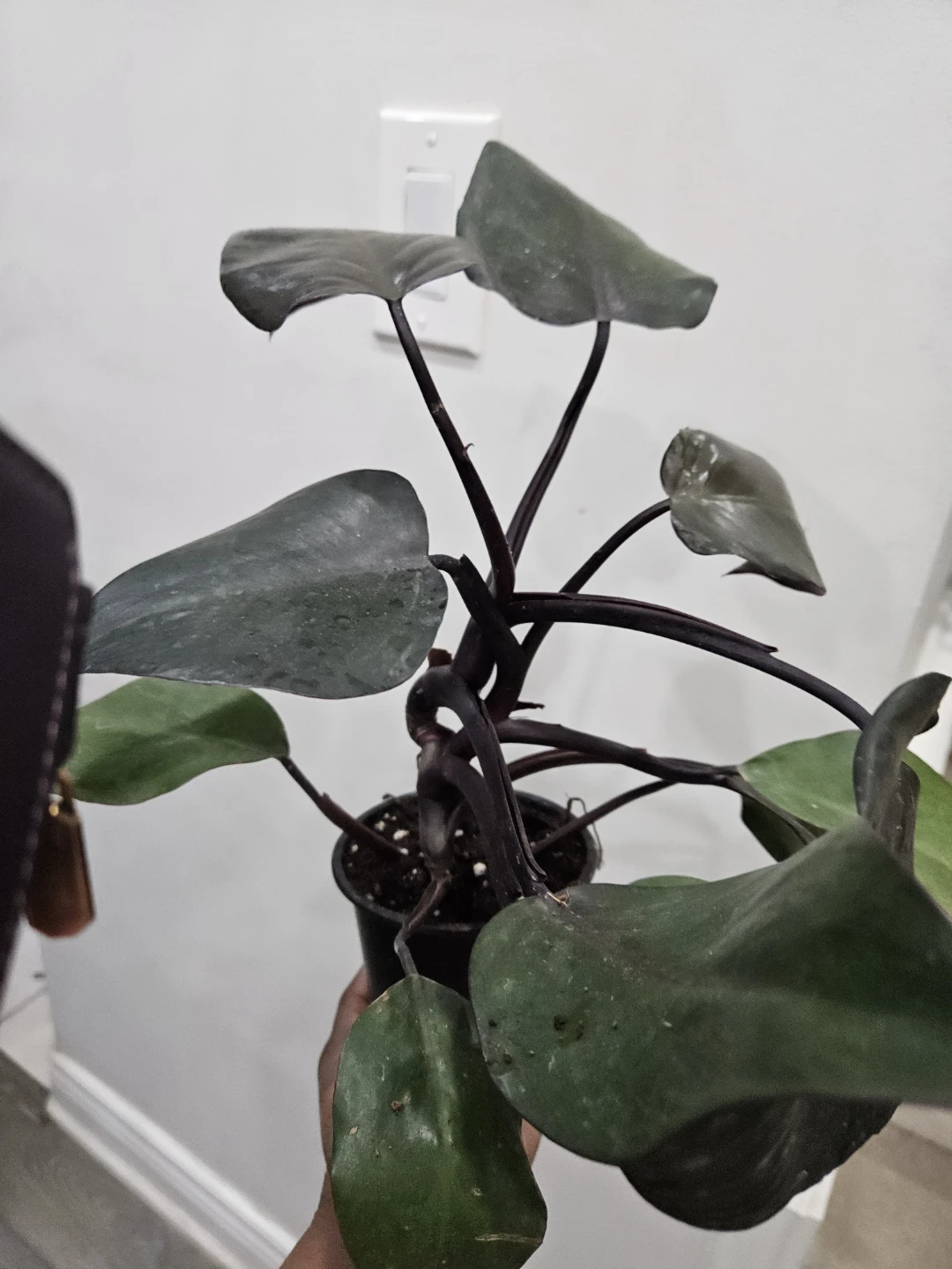 Philodendron Plant - photo 3