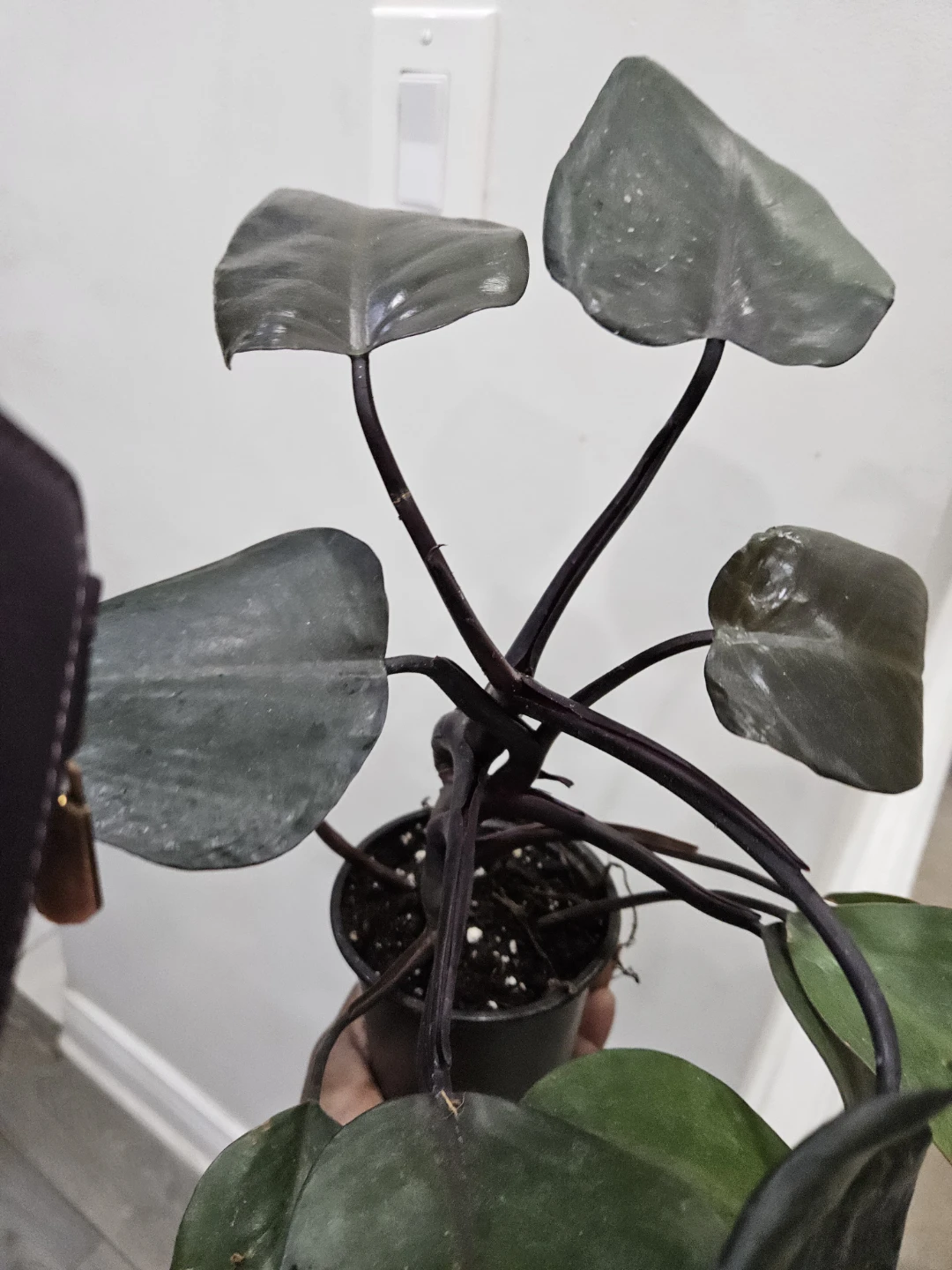 Philodendron Plant - photo 4