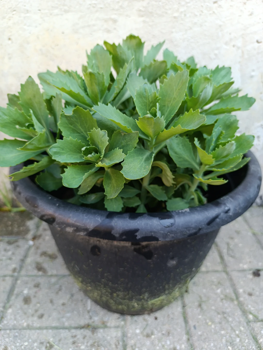 Sedum plant in black pot