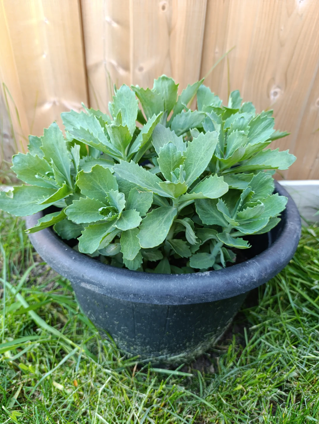 Sedum plant in black pot - photo 2