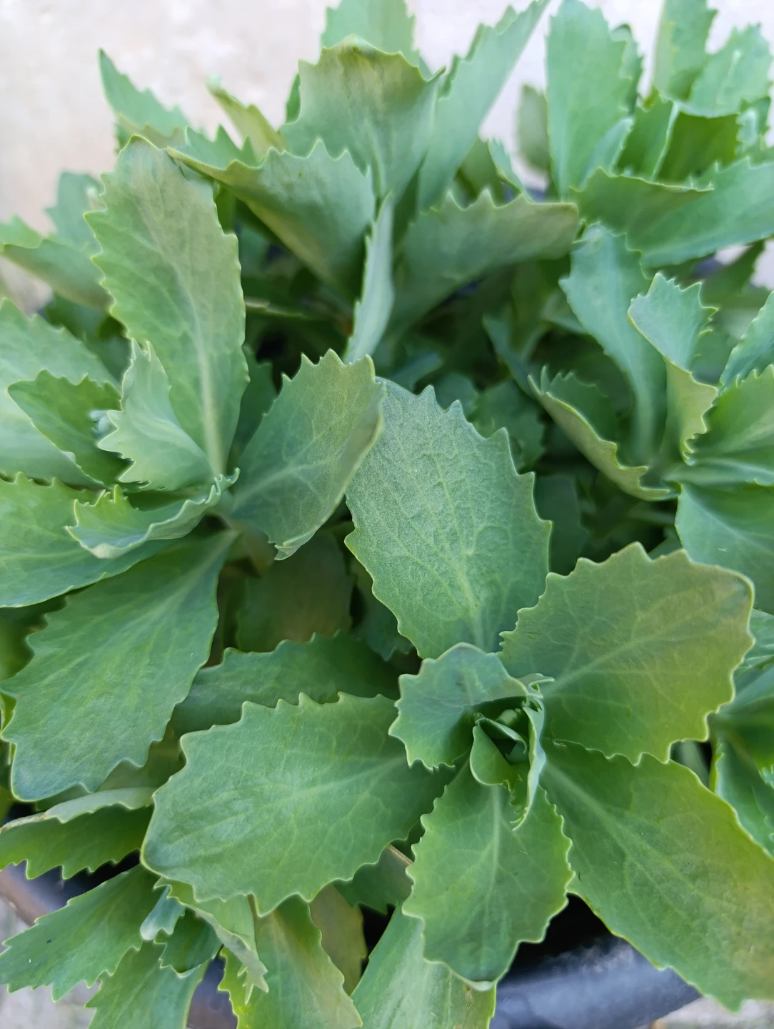 Sedum plant in black pot - photo 3