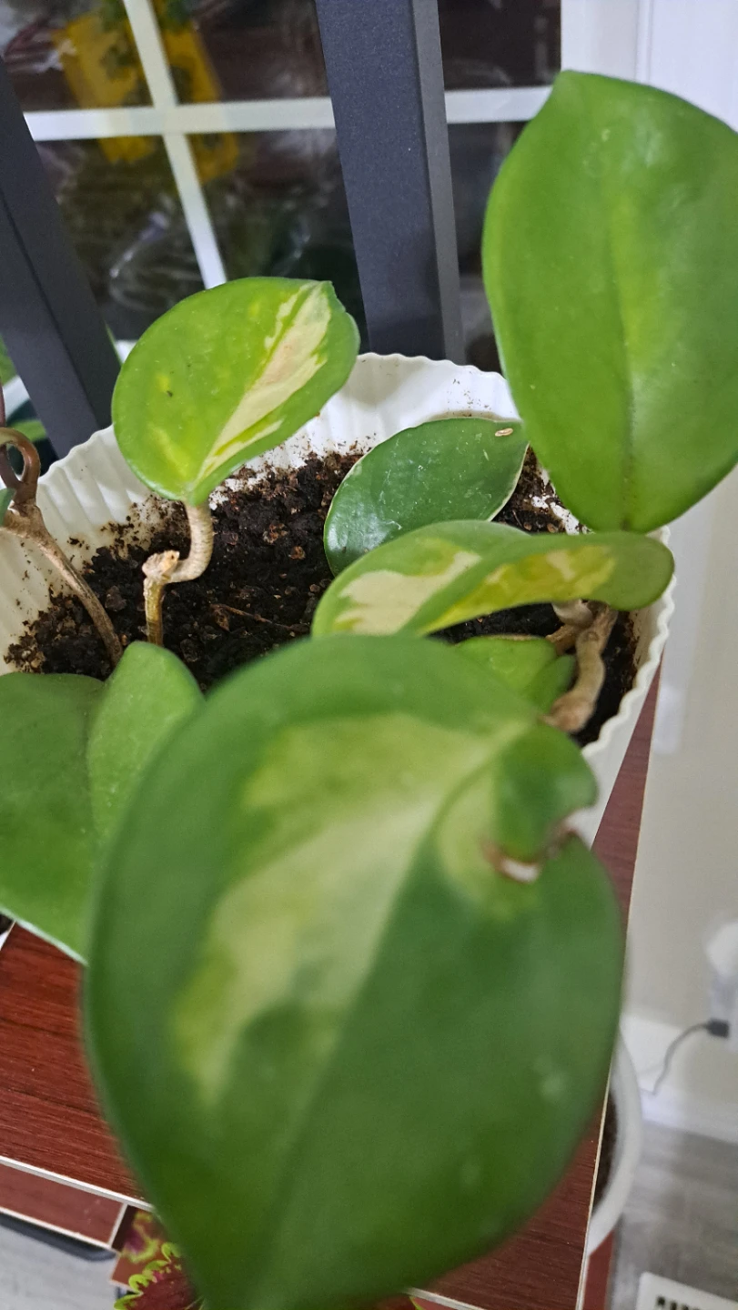Hoya Carnosa Variegata Plant - photo 3