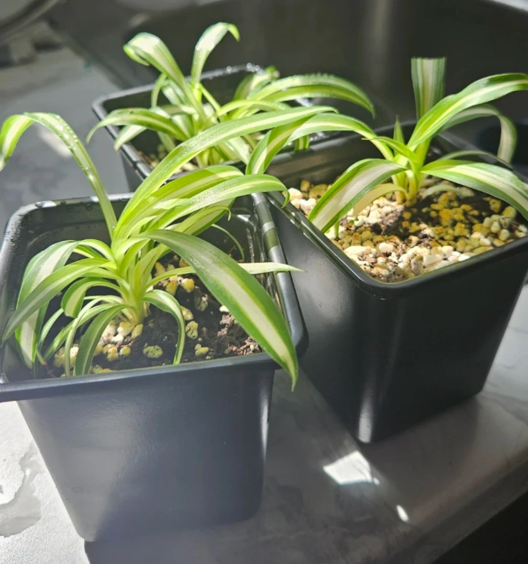 Spider plant babies ($1 each) - photo 3