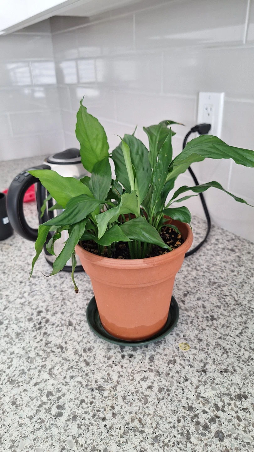 Peace Lily Plant in Terracotta Pot