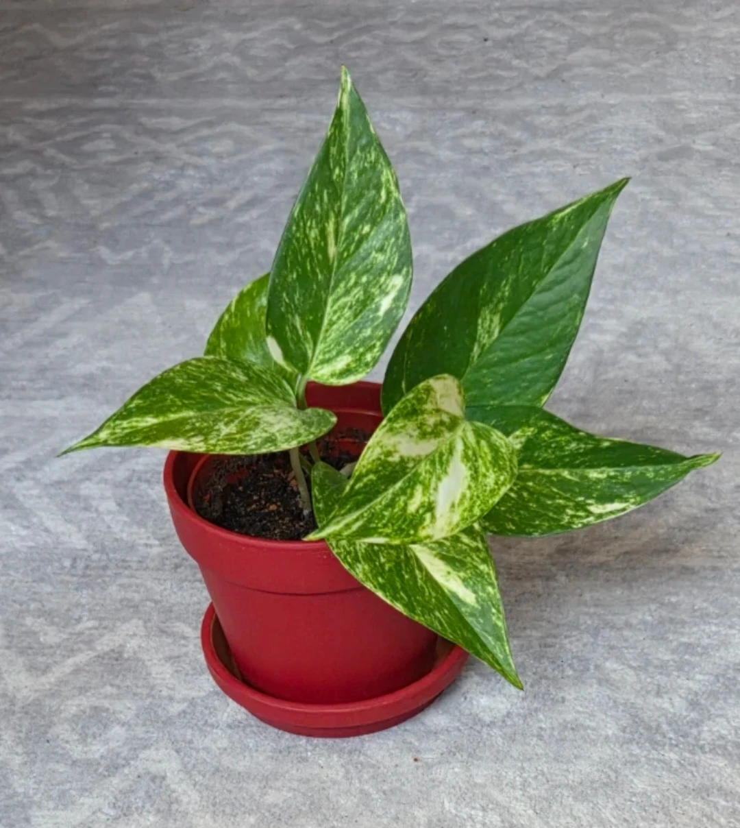 Pothos Plant in Red Pot 🪴 - photo 3