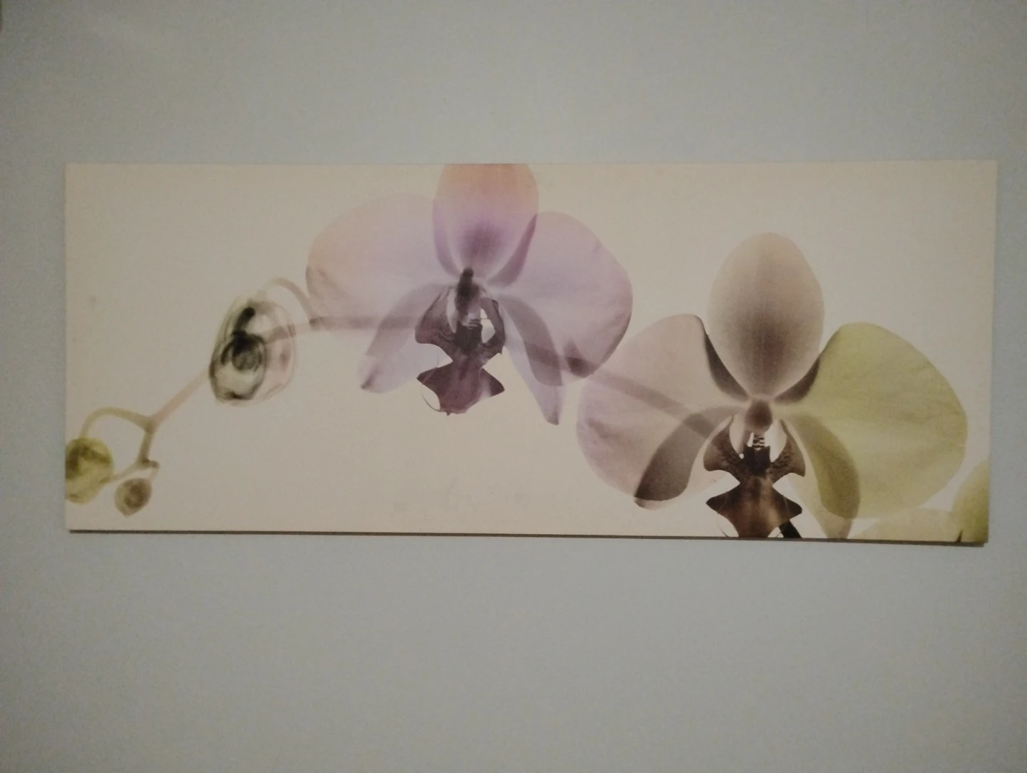 Orchid Wall Art Print