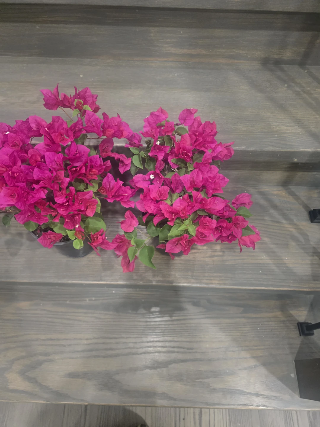 Bougainvillea Plants 6"pot - photo 2