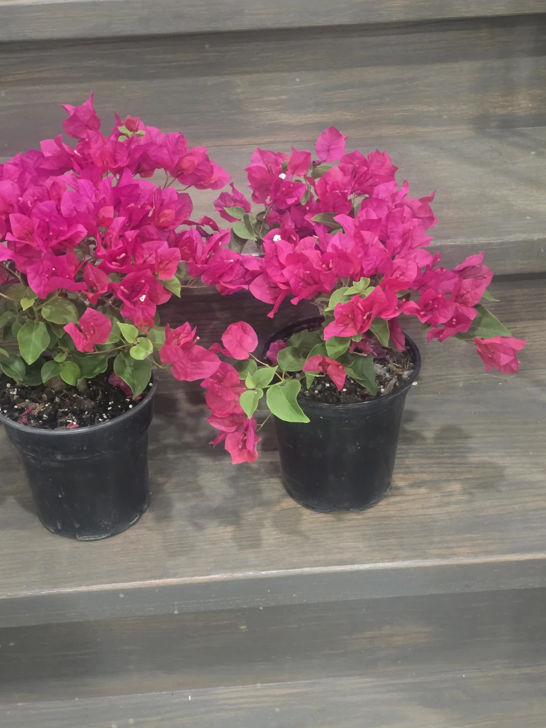 Bougainvillea Plants 6"pot - photo 3