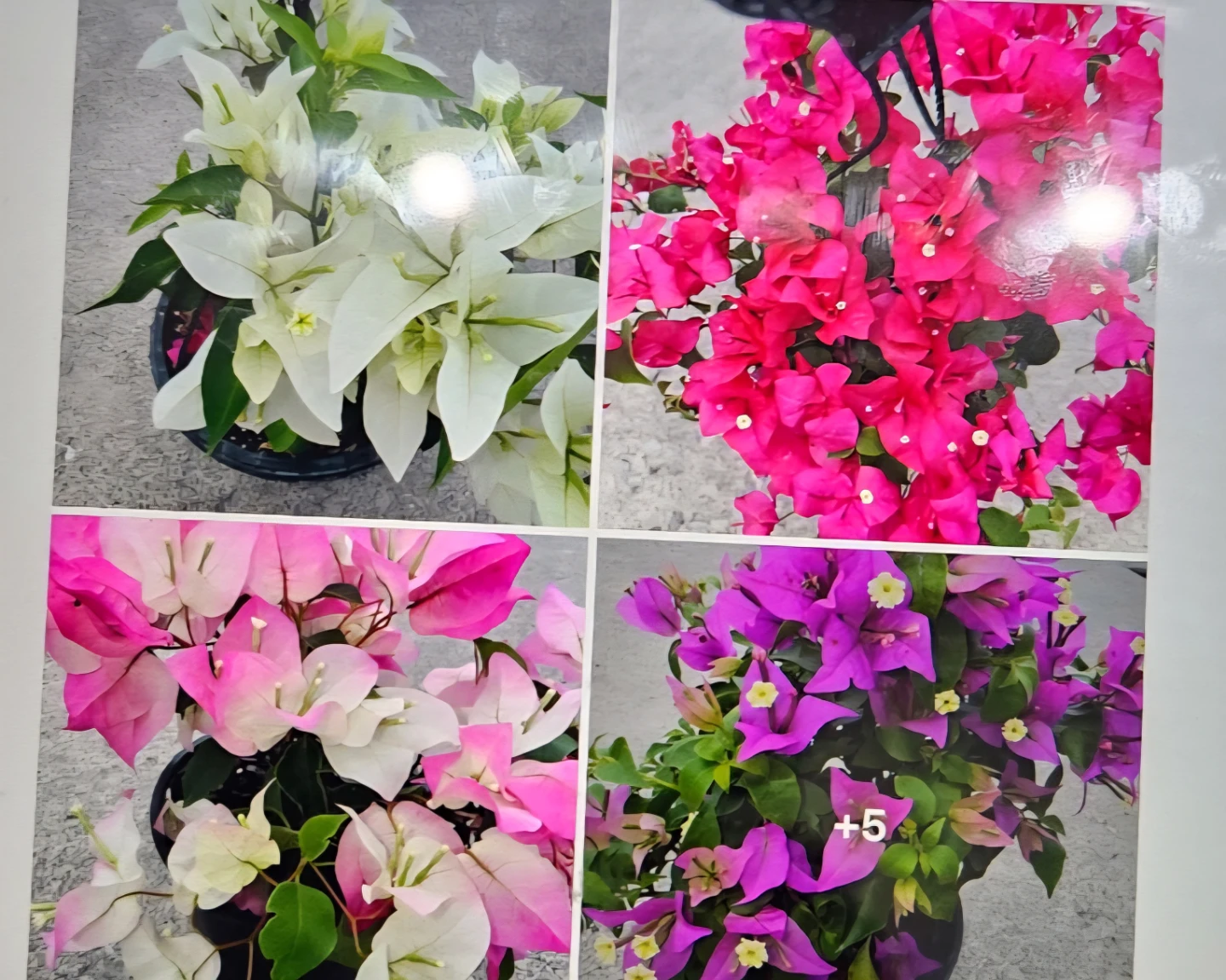 Bougainvillea Plants 6"pot - photo 5