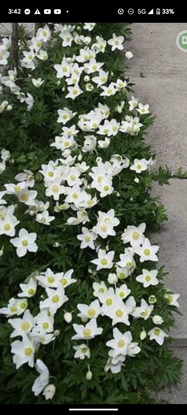 SNOW DROP ANEMONE