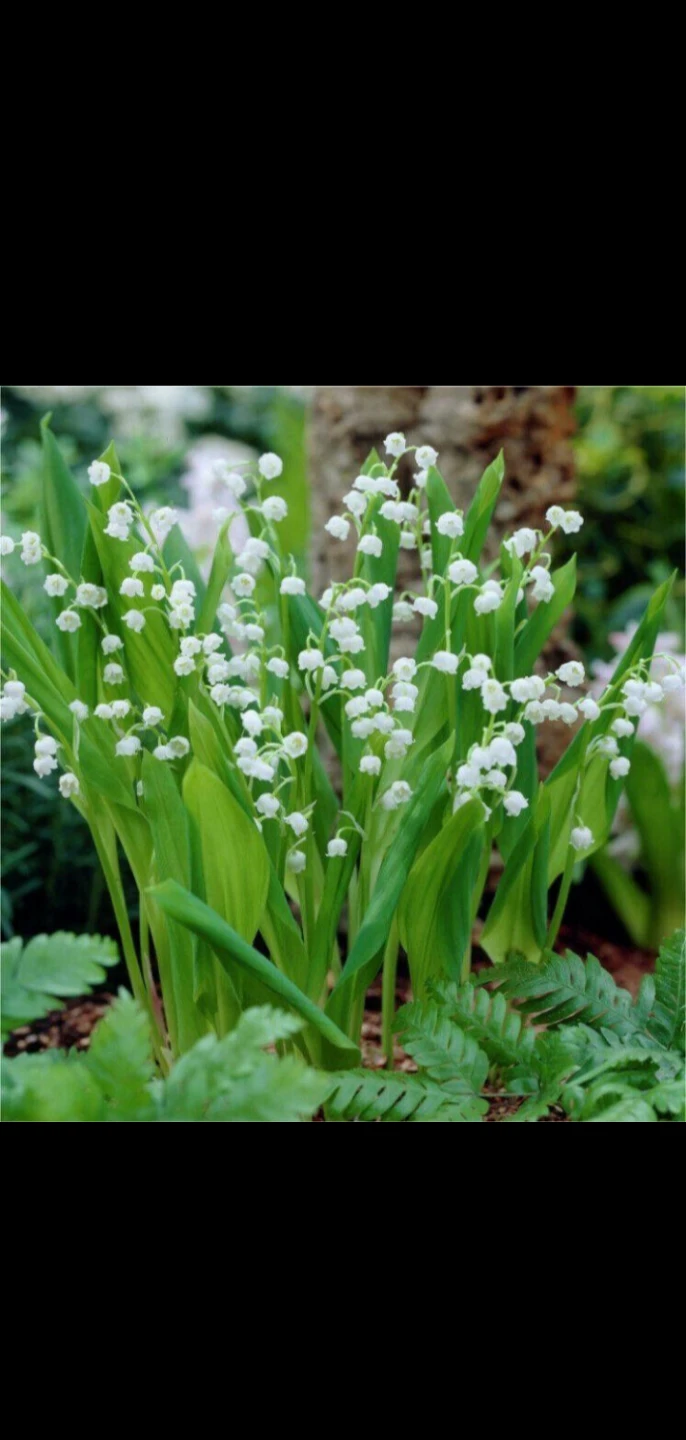 Lilies of the valley